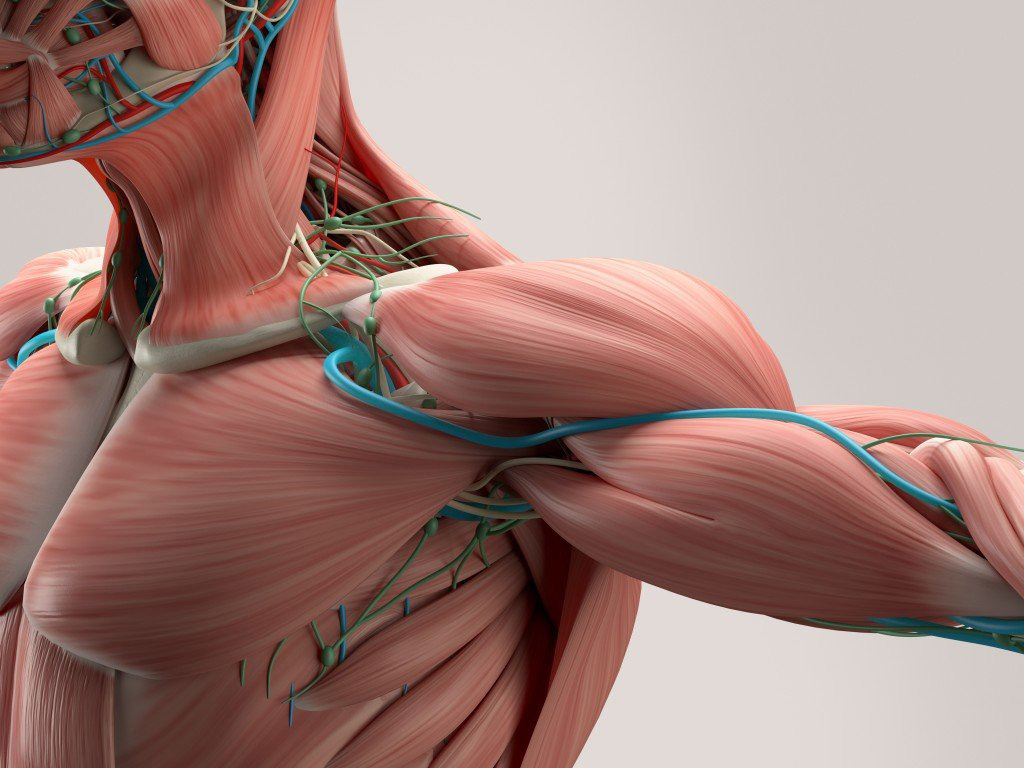 rame joint bol u mišićima